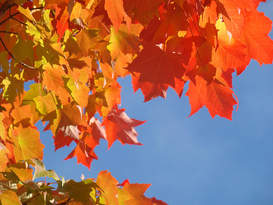Fall Photograph - Orange Red Yellow Autumn Fall Tree Leaves Art by Patti Baslee