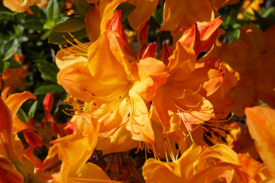 Orange Rhodies Flowers Floral Art Prints Rhododendrons Photograph