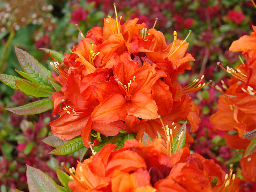 Orange Rhododendron Flowers Art Prints by Baslee Troutman - Royalty