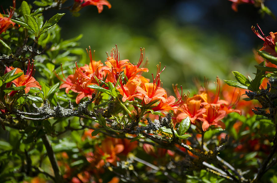 Orange Rhododendron Photograph by Spikey Mouse Photography