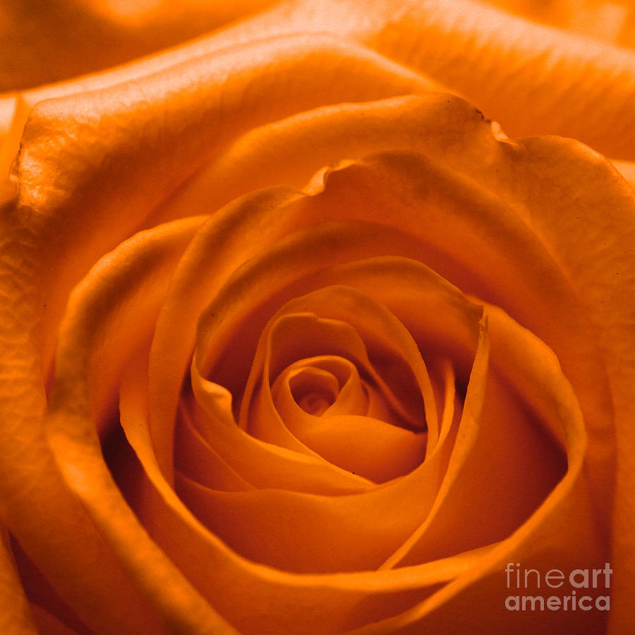 Orange rose Photograph by Amanda Mohler