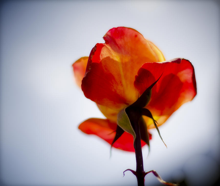 Orange Rose Backlit Photograph by Ron White
