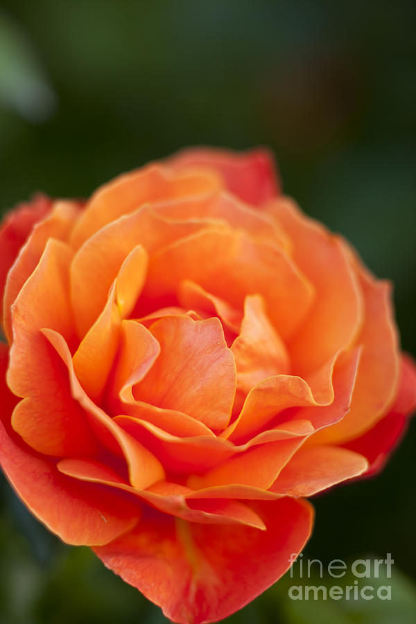 Orange Rose Photograph by Brian Jannsen