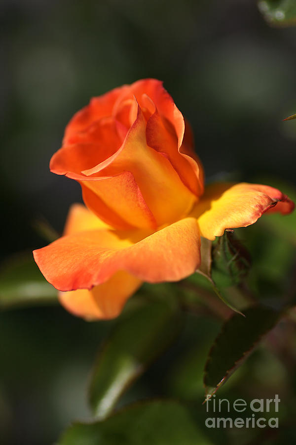 Orange Rose Bud Photograph by Joy Watson