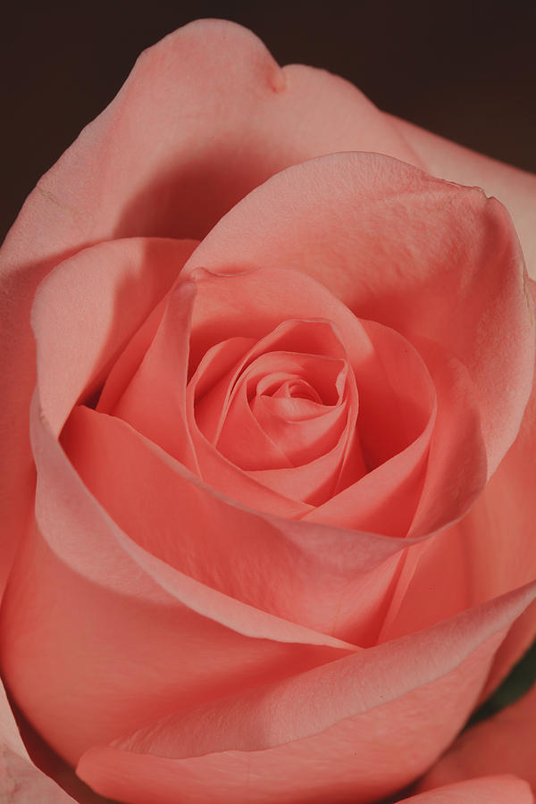 Orange Rose Closeup Photograph by Alan Vance Ley