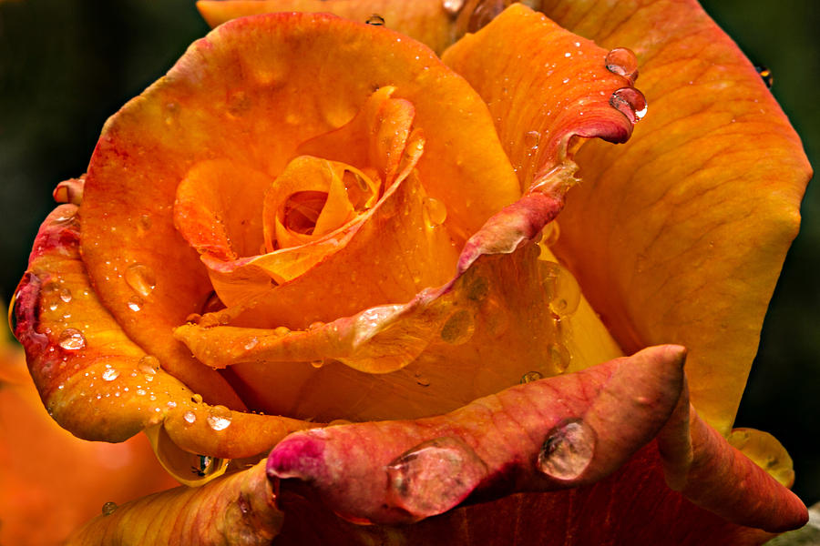 Nature Photograph - Orange Rose Drops by Mary Jo Allen