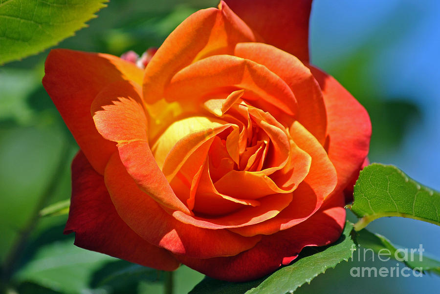 Orange Rose Photograph by Frank Larkin
