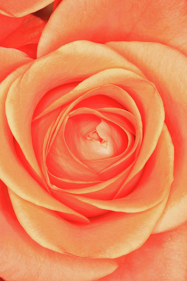 Orange Rose Photograph by Hiroshi Higuchi