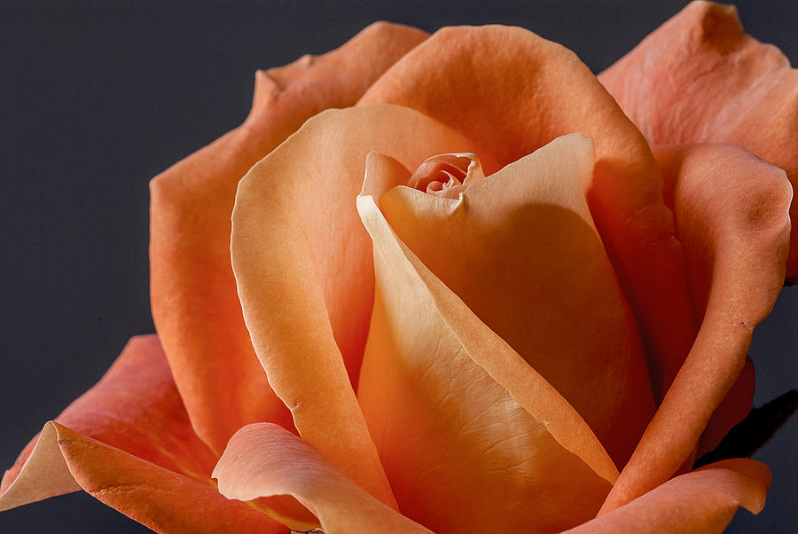 Orange Rose I Photograph by Carol Erikson