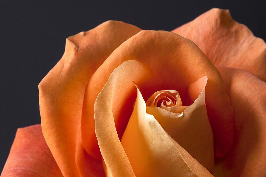 Orange Rose II Photograph by Carol Erikson