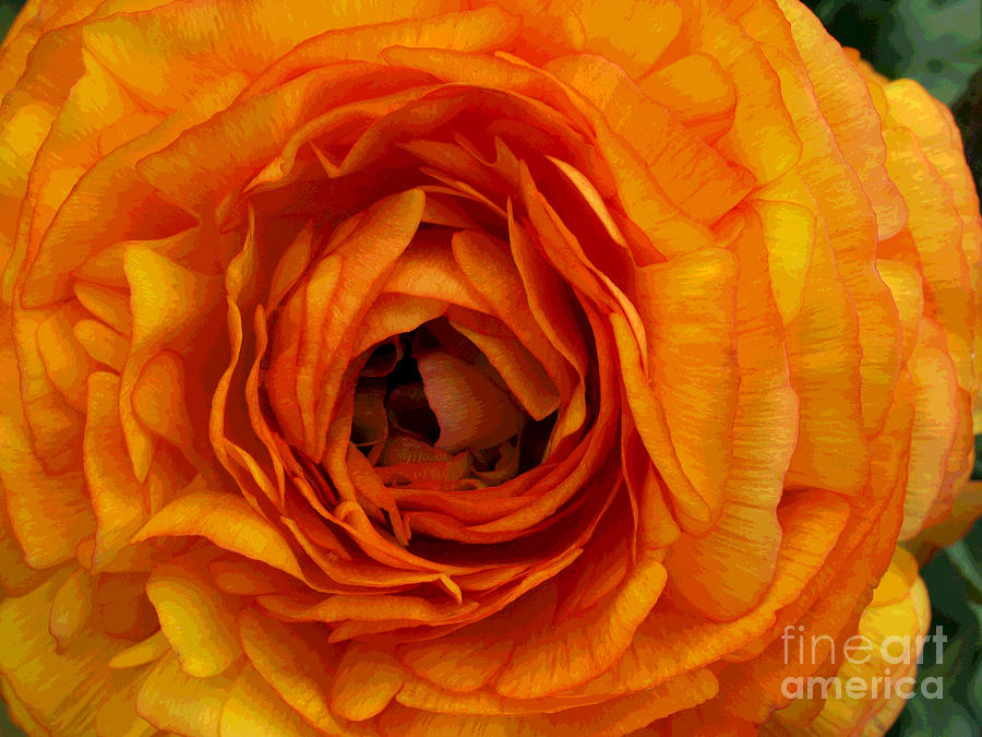Orange Rose Photograph by Jacklyn Duryea Fraizer