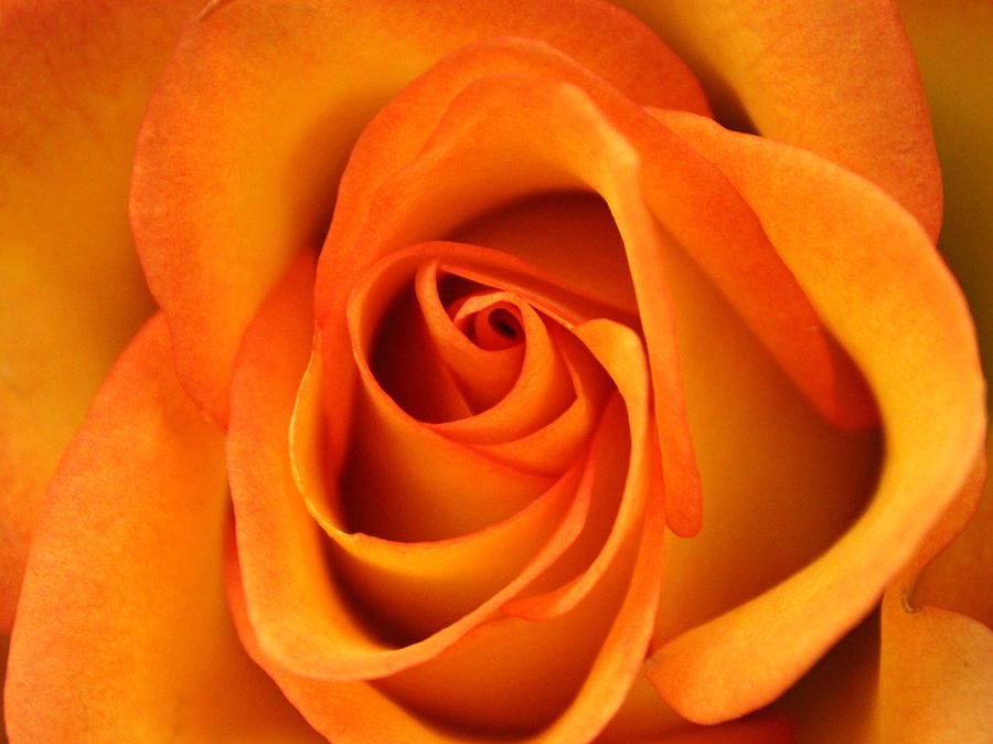 Orange Rose Photograph by Joseph Skompski
