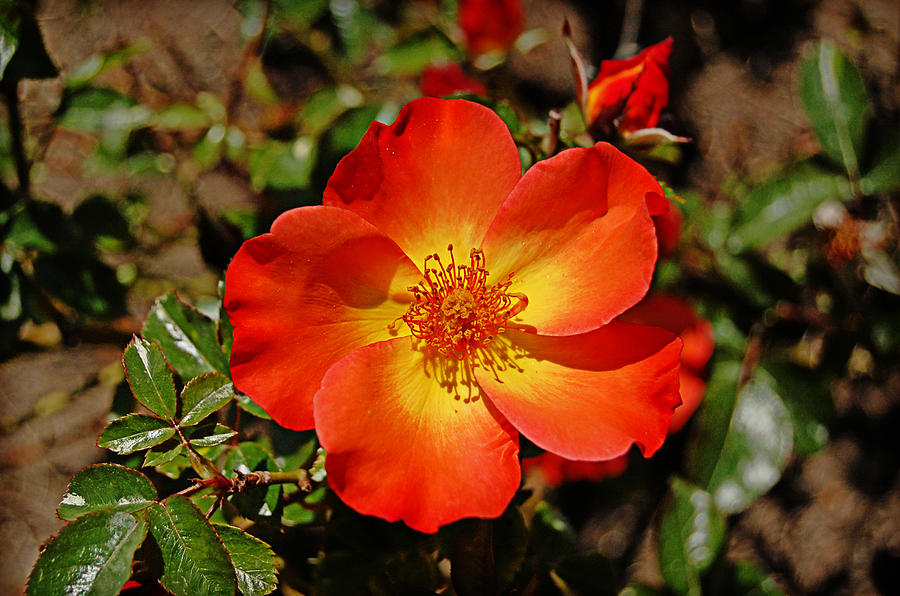 Orange Rose Photograph by Linda Brown