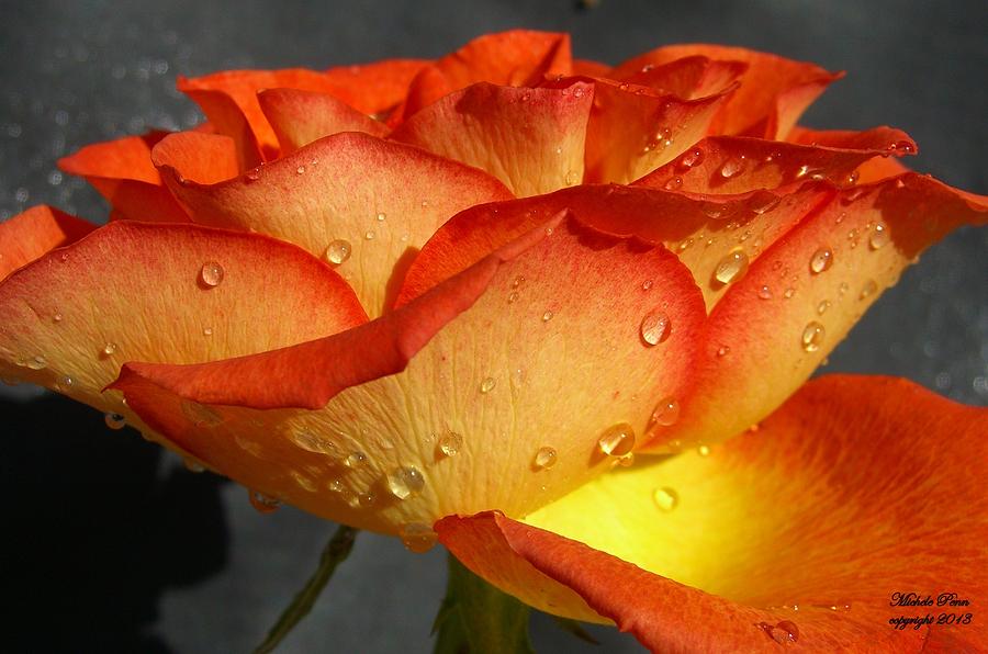 Orange Rose Photograph by Michele Penn