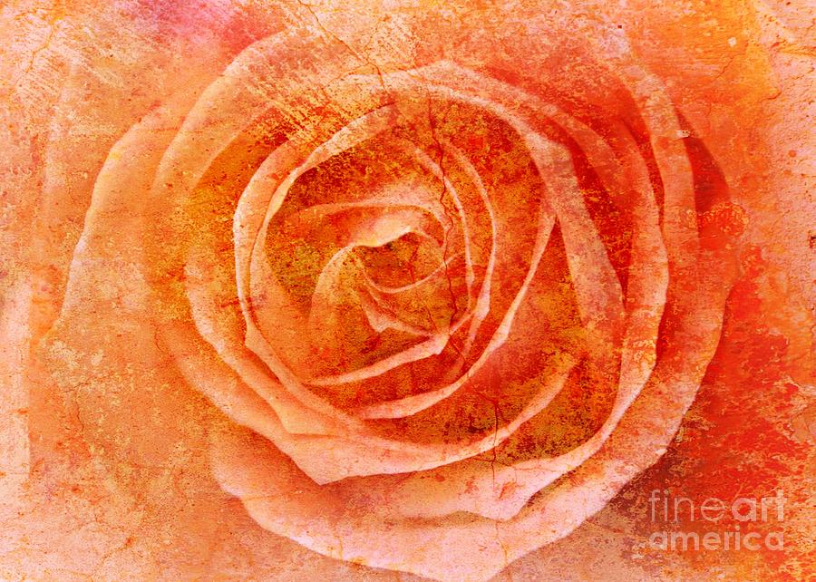 Orange Rose Mix Photograph by Clare Bevan