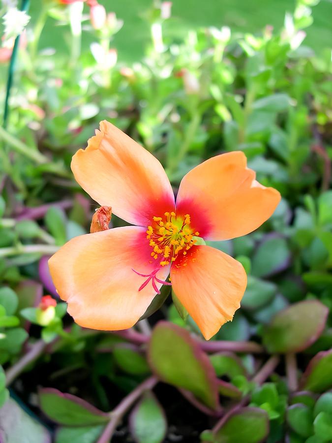 Orange Rose Moss by Cynthia Woods