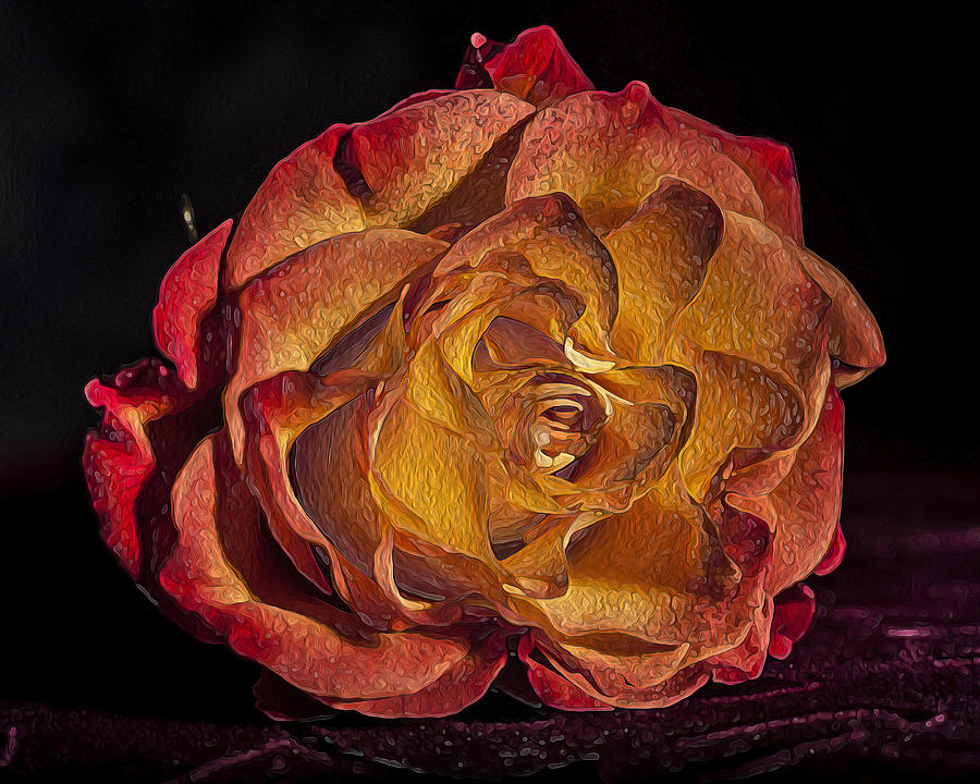 Orange Rose Photograph by Pam DeCamp