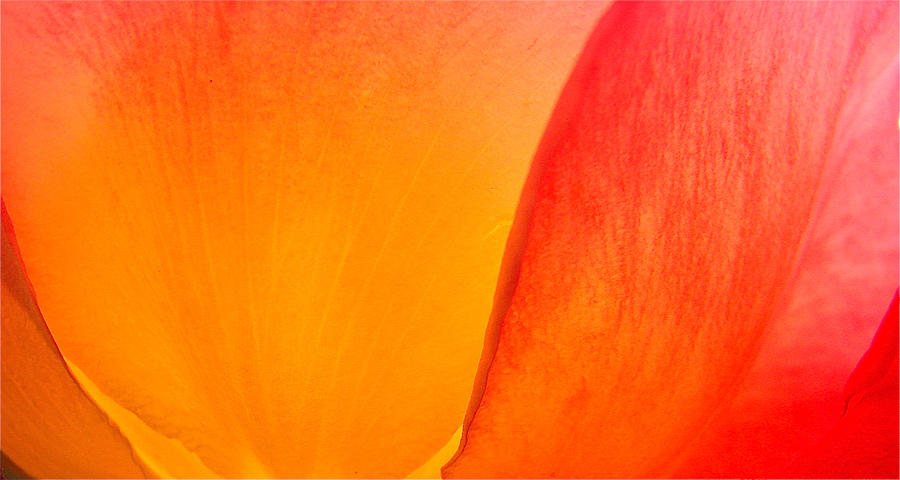 Orange Rose Petals Photograph by Liz Vernand