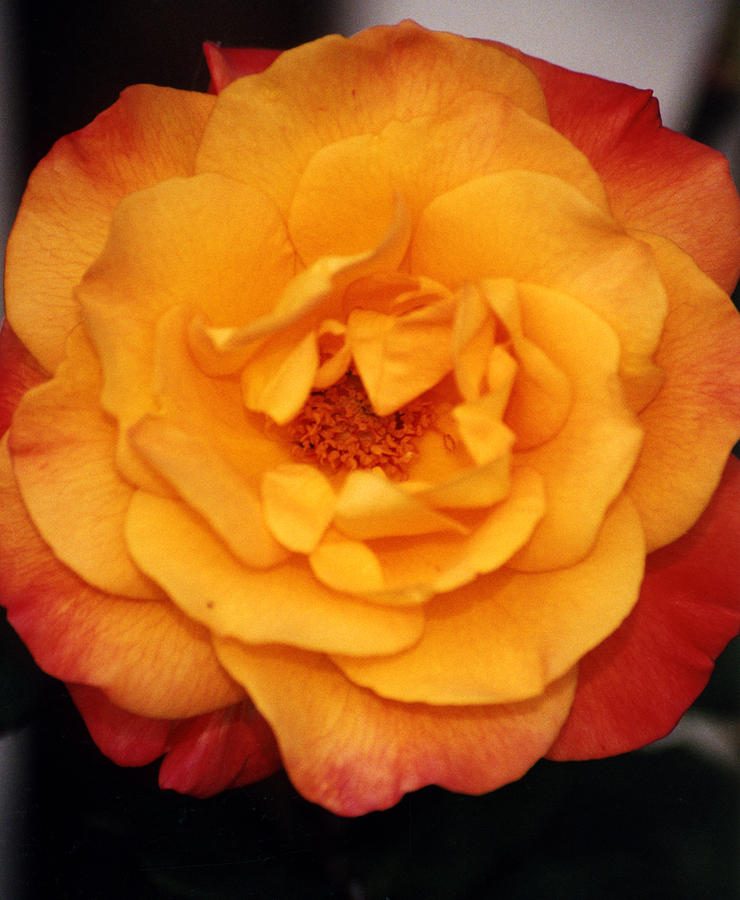 Orange Rose Photograph by Robert Lozen