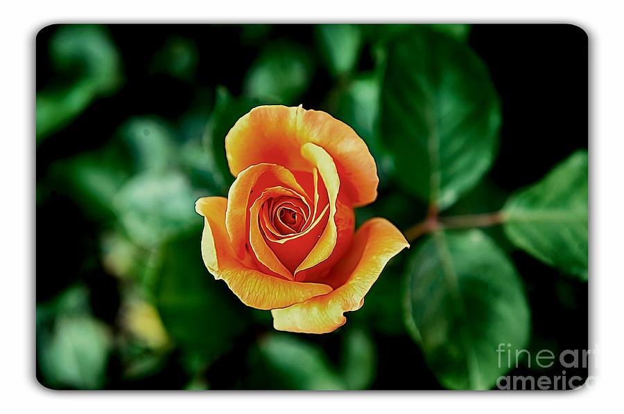 Orange Rose Photograph by Stefano Senise