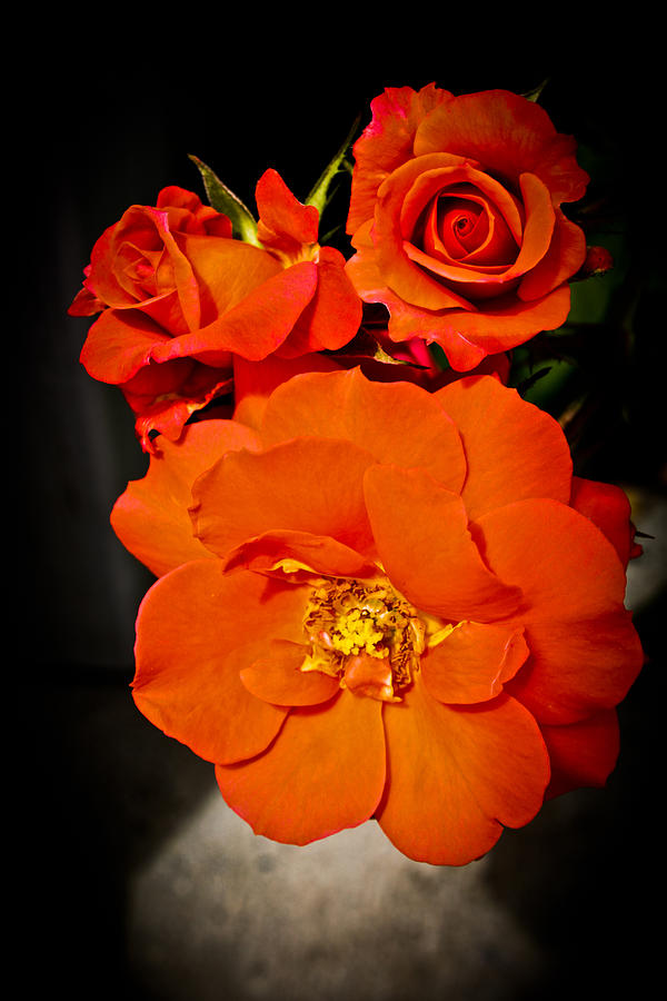 Orange Rose Trio Photograph by Joann Copeland-Paul