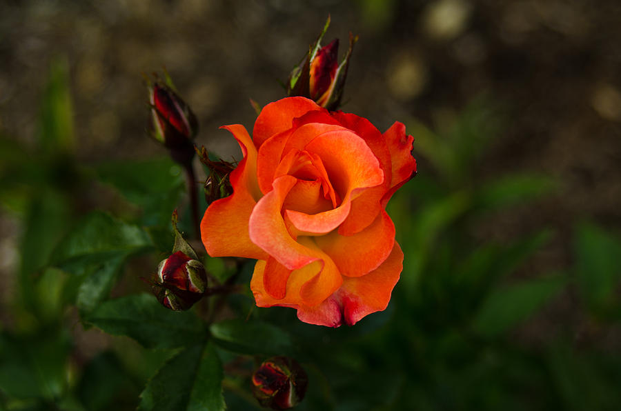 Nature Photograph - Orange rose by Yuri Levchenko