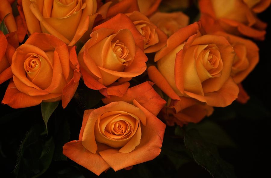 Orange Roses No. 1 Photograph by Richard Cummings