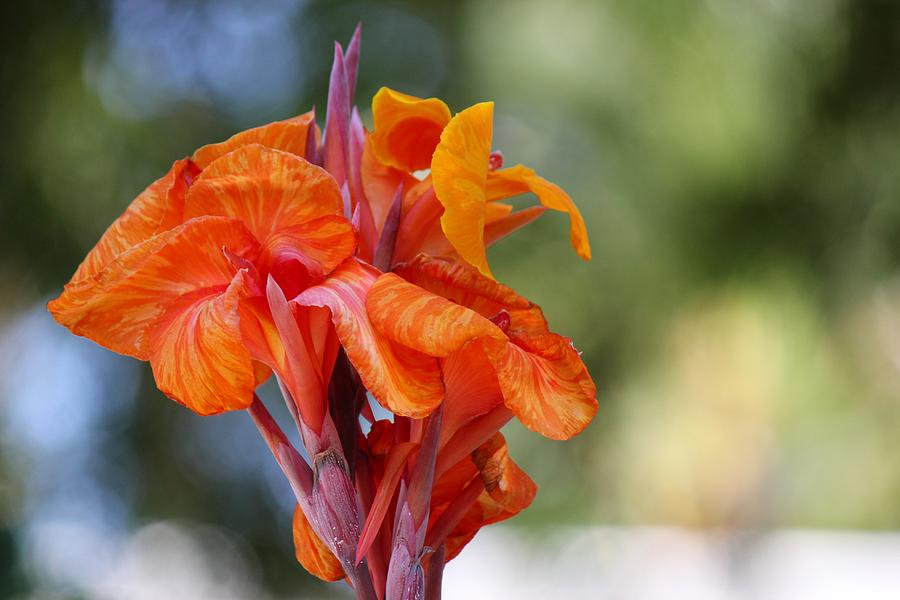 Orange Ruffled Beauty Photograph by Leigh Meredith