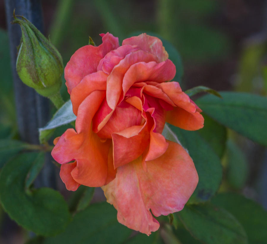 Rose Photograph - Orange ruffles by Jane Luxton