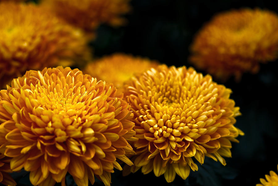 Flower Photograph - Orange by Samantha Eisenhauer