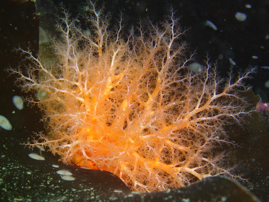 orange sea cucumber