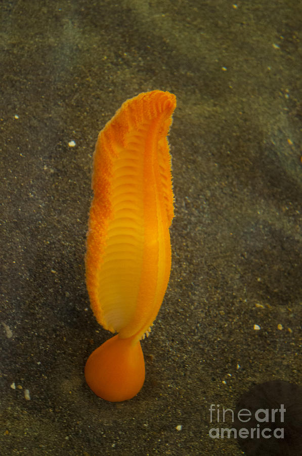Oregon Photograph - Orange Sea-Pen by M J