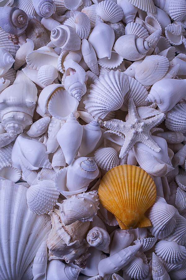 Orange Sea Shell Photograph by Garry Gay
