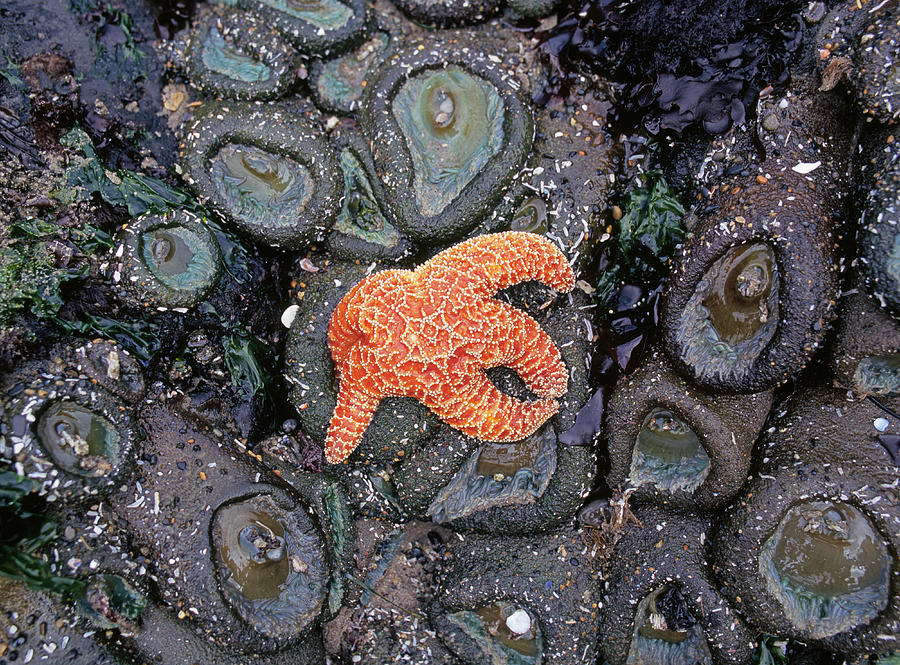 Orange Sea Star Photograph by Buddy Mays