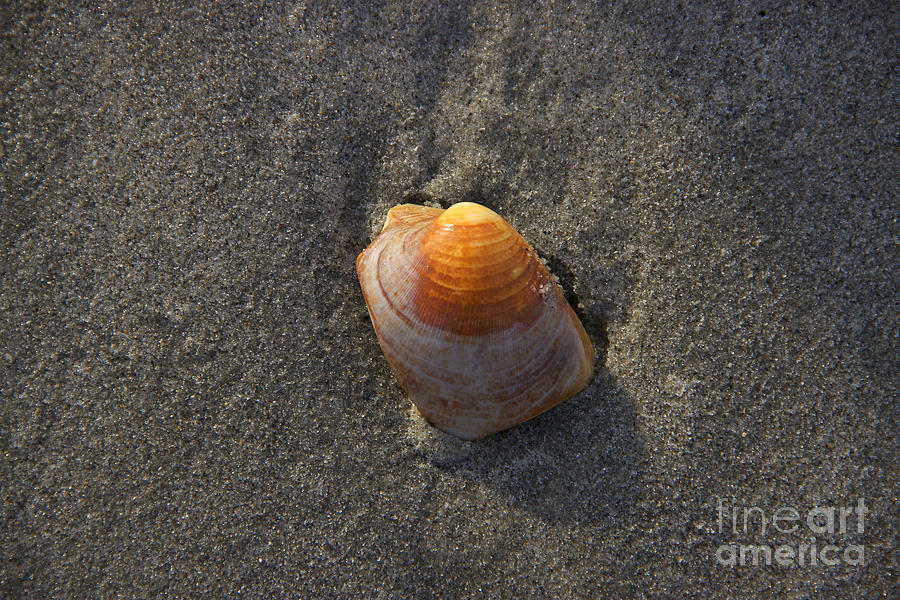 Seashells Photograph - Orange Seashell by Mike Mooney Seashells Photograph - Orange Seashell by Mike Mooney