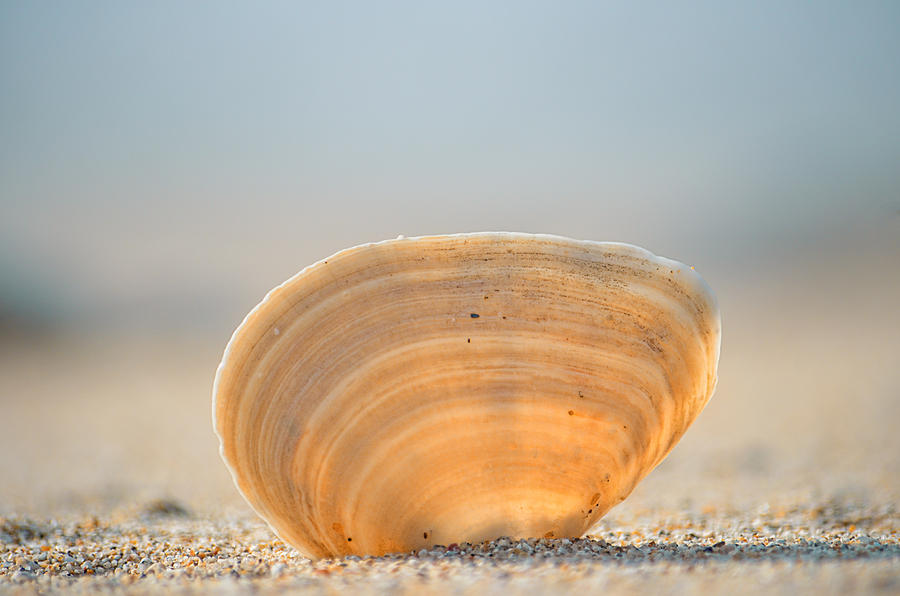 Nature Photograph - Orange Seashell on Beige Sand Against Blue Ocean by Lynn Langmade