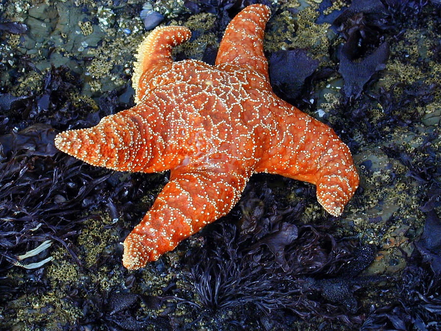 Orange Seastar Photograph by Debra Keller - Fine Art America