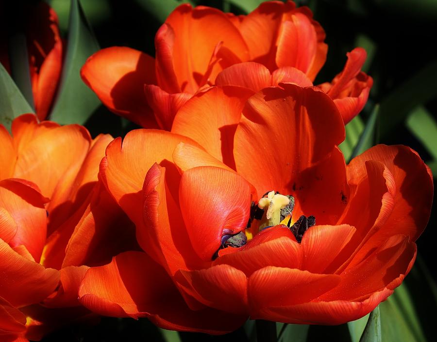 Tulip Photograph - Orange Sensation by Bruce Bley