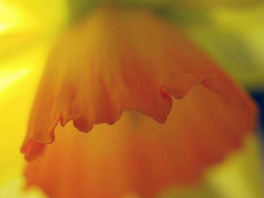Orange Shade of Poppy Photograph by Joe Schofield