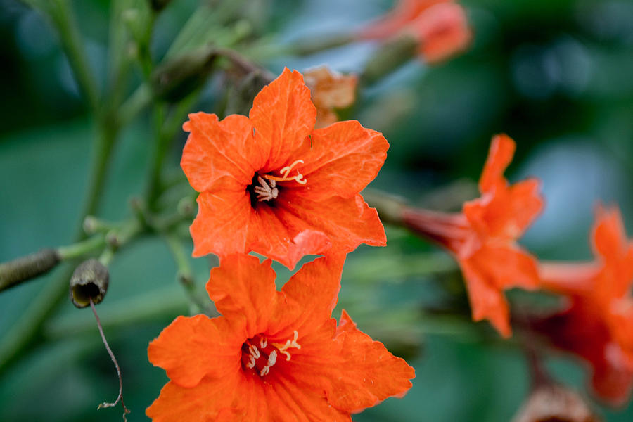 Orange Flower Photograph - Orange by Shannon Harrington