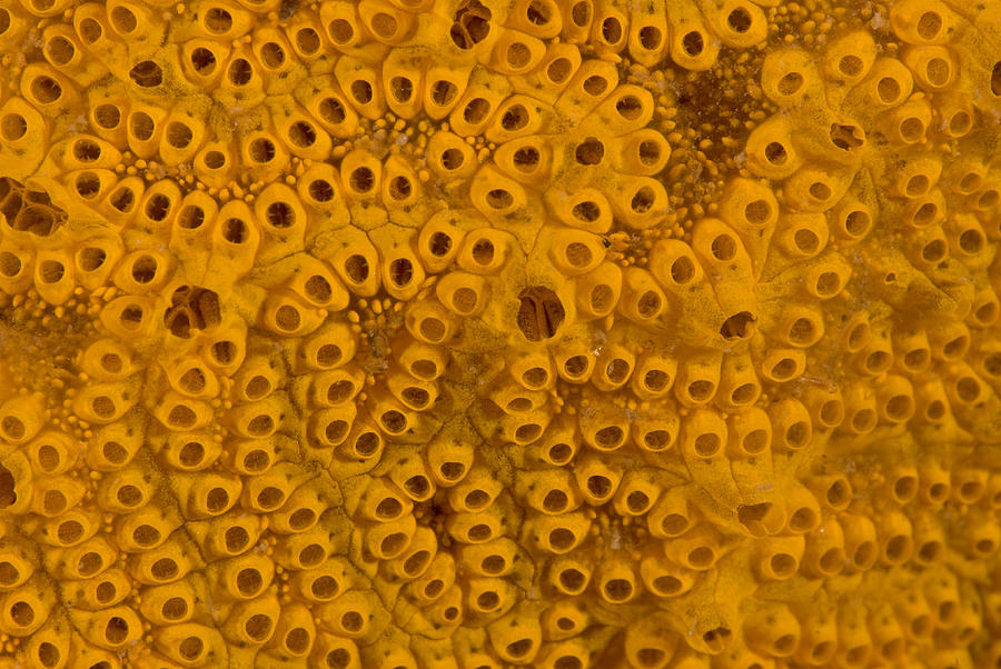 Orange Sheath Tunicate Photograph by Andrew J Martinez