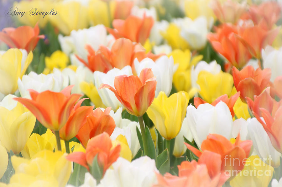 Tulip Photograph - Orange Sherbert by Amy Steeples