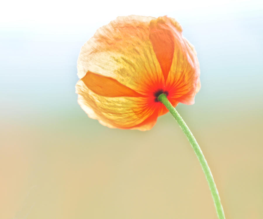 Orange Sherbert Poppy Photograph by Lara Ellis