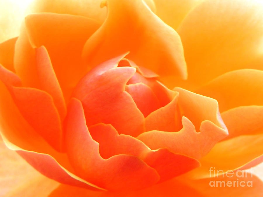 Orange Sherbet Photograph by Deb Halloran