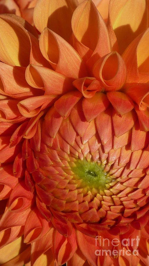 Orange Sherbet Delight Dahlia Photograph by Susan Garren