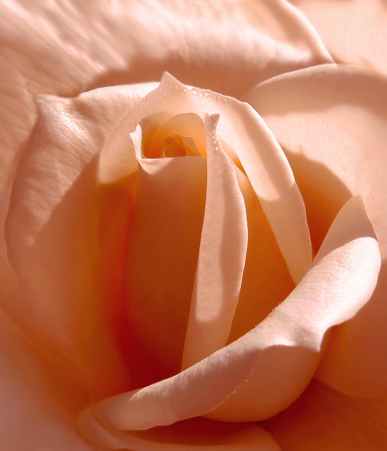 Orange Sherbet Rose Photograph by Jennie Marie Schell