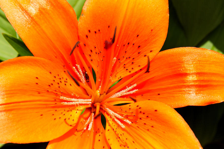 Lily Photograph - Orange Slices by Michael Porchik