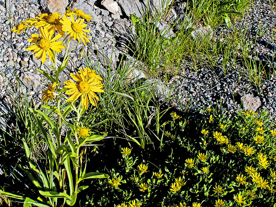 Colorado Photograph - Orange Sneezeweed and Stemless Goldenweed at Molas Pass on Highway 550-Colorado by Ruth Hager