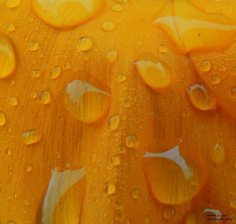 Orange Splash Photograph by Barbara St Jean