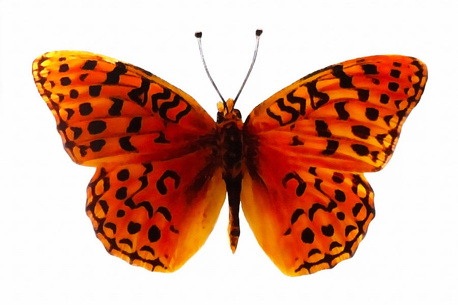 Orange Spotted Butterfly Photograph by Art Block Collections